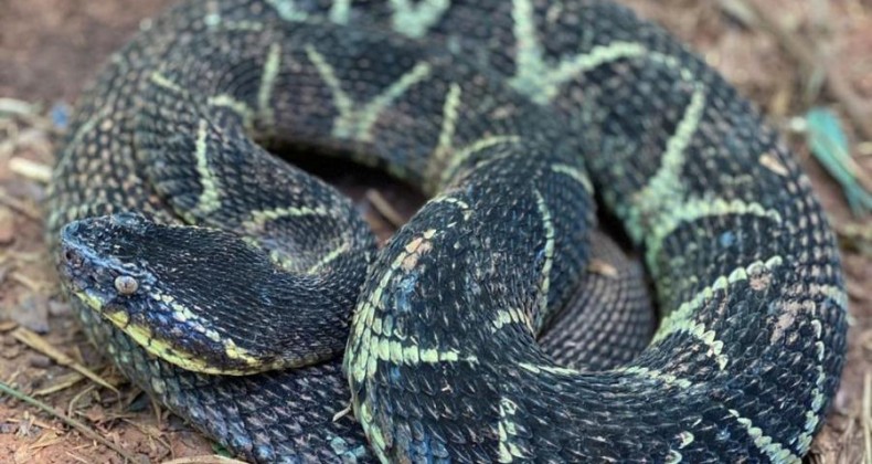 Idoso é picado por cobra venenosa em SC