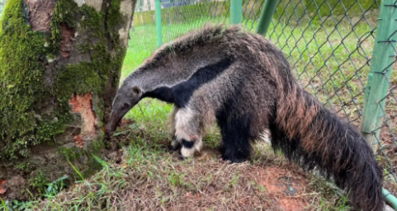 Zoobotânico de SC recebe animais ameaçados de extinção