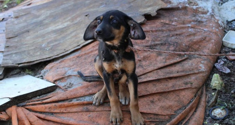 CACHORROS MALTRATADOS GANHAM NOVA VIDA EM PINHALZINHO