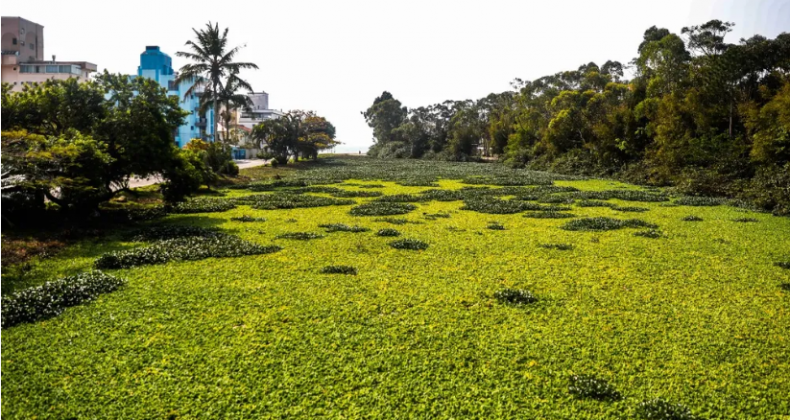 Rio 'desaparece' após vegetação cobrir água em Florianópolis