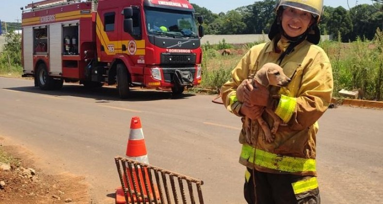 Bombeiros resgatam filhote de cachorro preso em bueiro